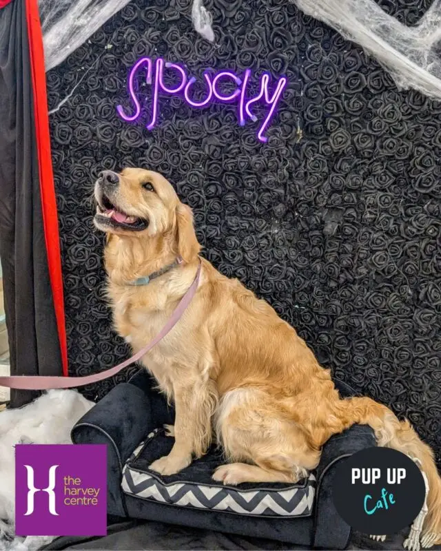 Reminder that our @pupupcafe is Saturday 10th October between 10am-2pm. 🎃🐾

It’s the perfect autumnal treat - spooky toys, tunnels, agility, photo ops, and of course, unlimited puppuccinos.

It’s free, fun, and fabulous – no need to book.

For more dates and information, check out the link in our bio!